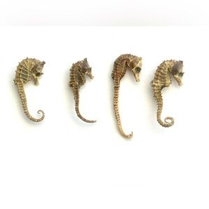 Set of 4 vintage REAL dried seahorses.